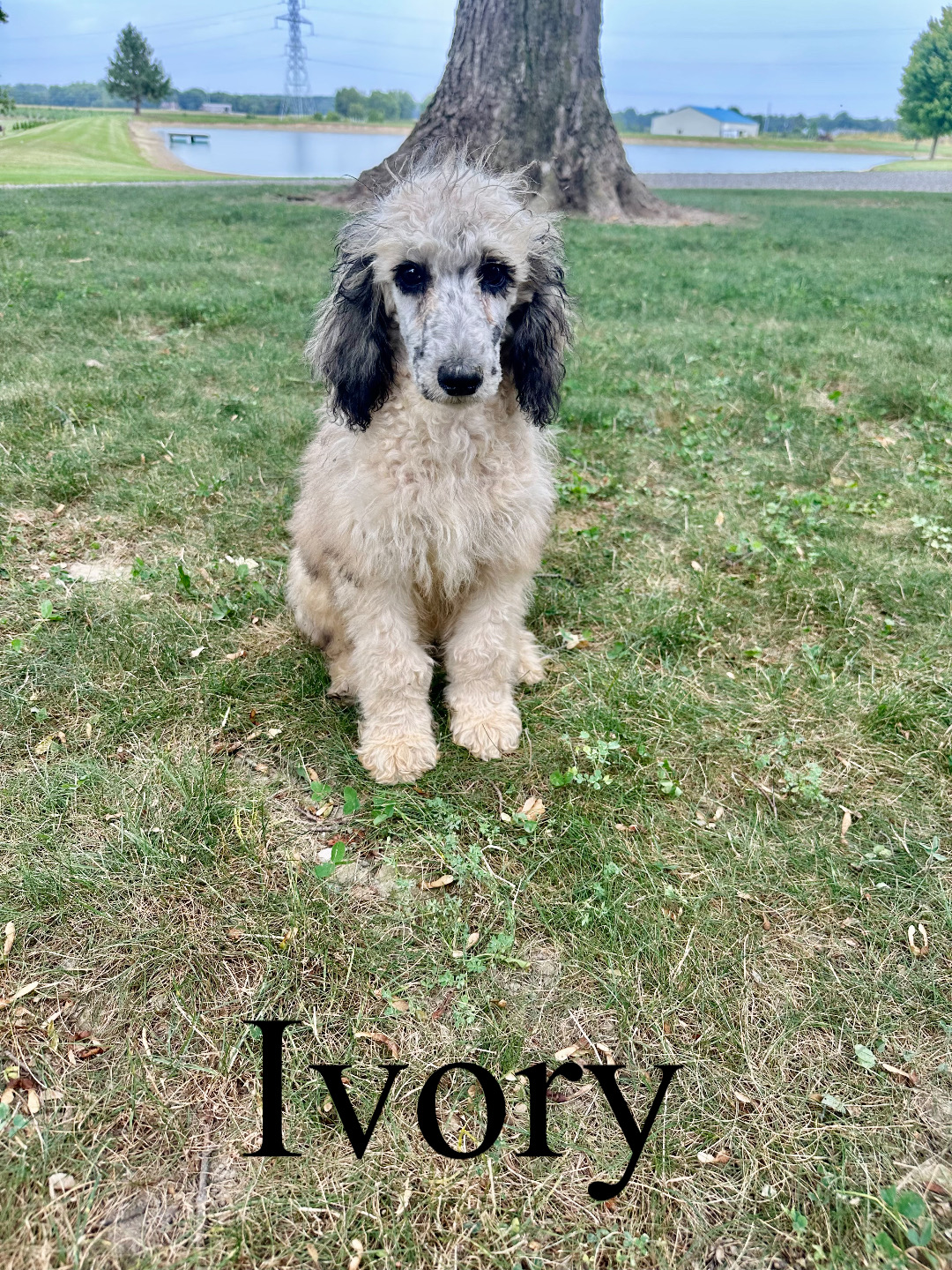 Ivory  1